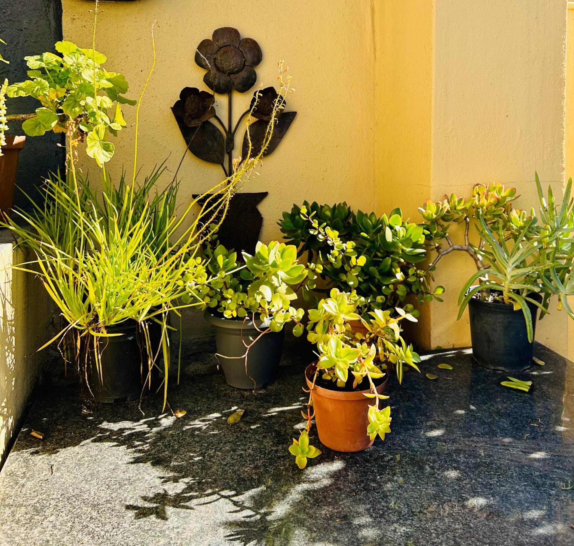 A Sunflower Stop Backpackers Cidade Do Cabo Exterior foto